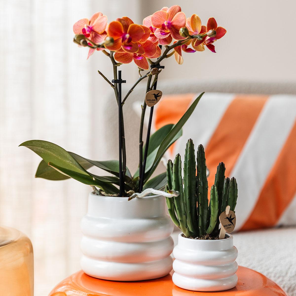 Kolibri Orchids | Orange Phalaenopsis Orchidee - Mineral Bolzano + Bubble Topf weiß - Topfgröße Ø9cm | blühende Zimmerpflanze - frisch vom Züchter