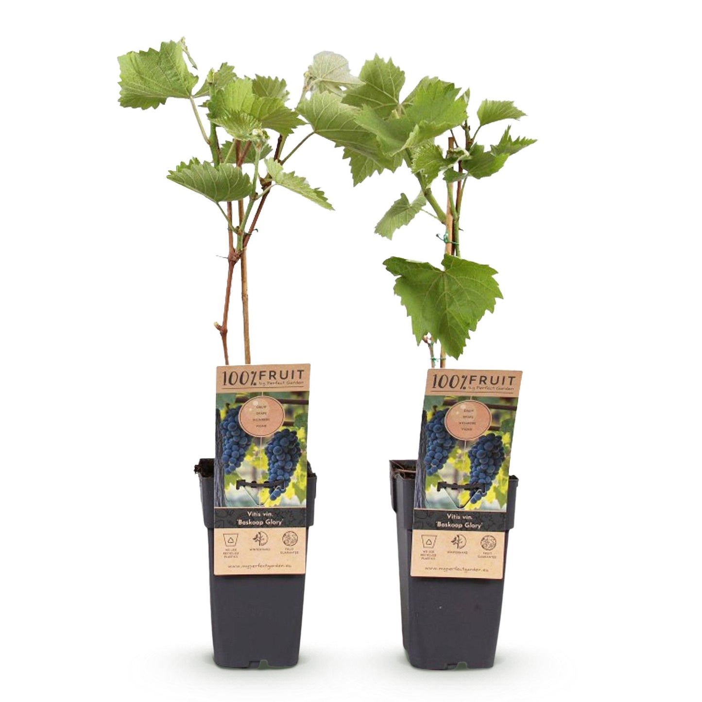 GreenboutiQ - Obstpflanze - Blaue Traube - Vitis vinifera Boskoop Glory - 2 Pflanzen - Topf 15cm Höhe 50cm
