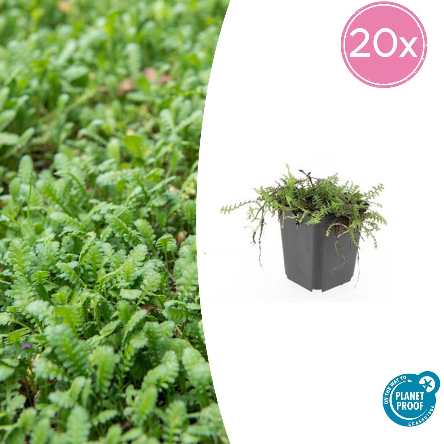 20x Leptinella squalida - ↕10-25cm - Ø9cm