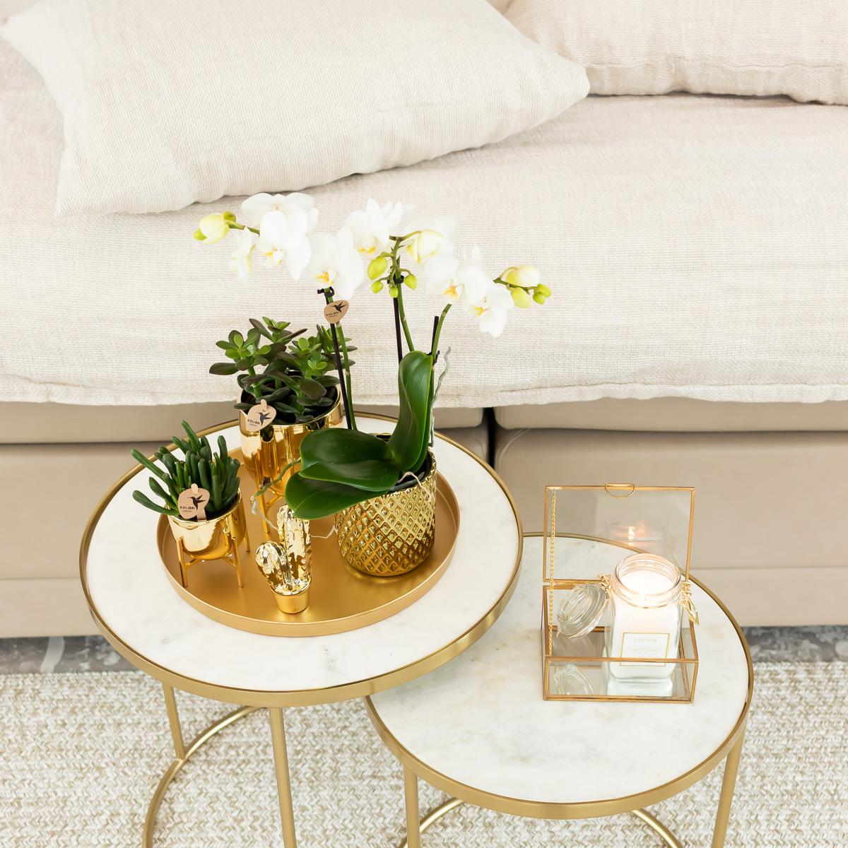 Kolibri Orchids | weiße Phalaenopsis-Orchidee - Amabilis + Diamant-Dekotopf gold - Topfgröße Ø9cm | blühende Zimmerpflanze im Blumentopf - frisch vom Züchter