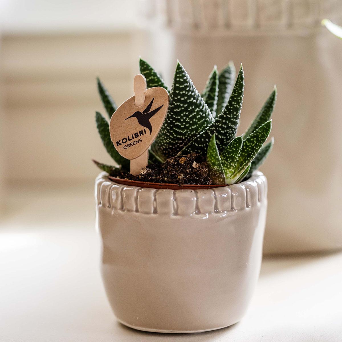 Kolibri Greens | Grünpflanze - Sukkulente Haworthia Royal Highness - Topfgröße Ø6cm - grüne Zimmerpflanze - frisch aus der Gärtnerei