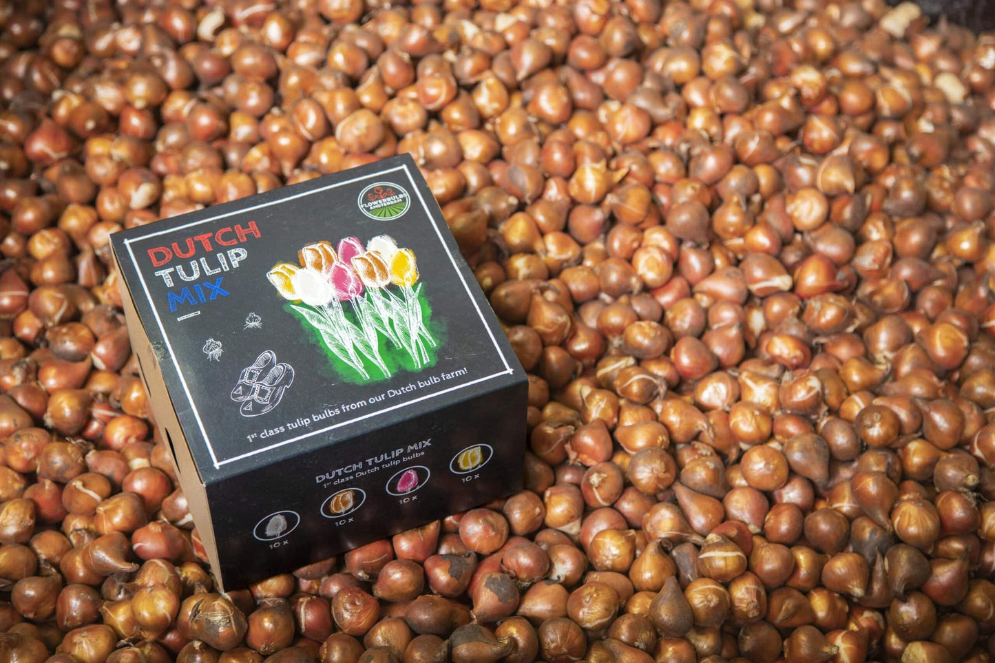 Flowerbulbs Amsterdam - Dutch Tulip Mix - Luxusbox mittel, 40 Blumenzwiebeln f�r 1 m� Blumenpracht - Gr��e 12+