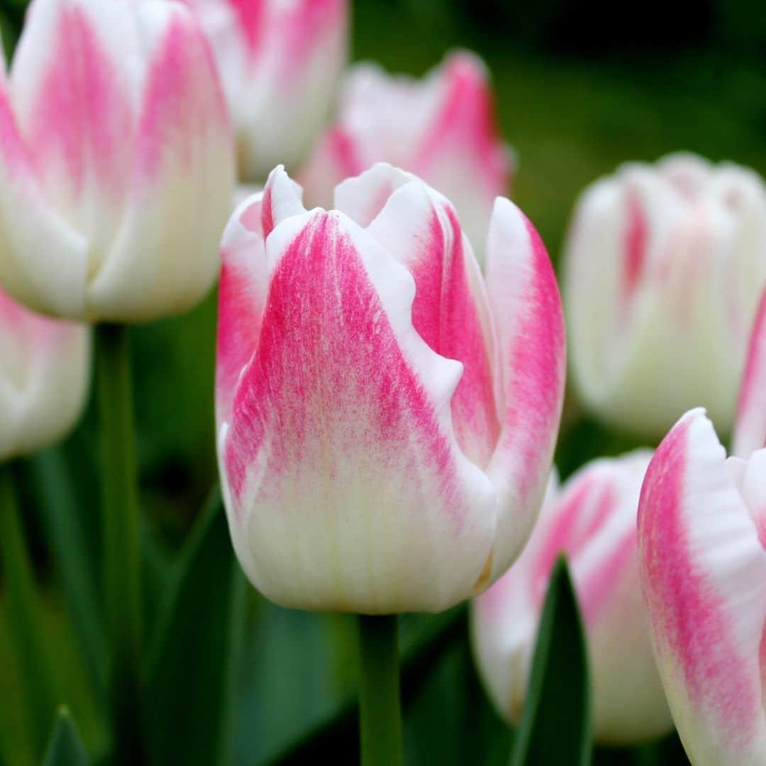 Flowerbulbs Amsterdam - Dutch Tulip Mix - Luxusbox gro�, 90 Blumenzwiebeln f�r 2,5 m� Blumenpracht - Gr��e 12+