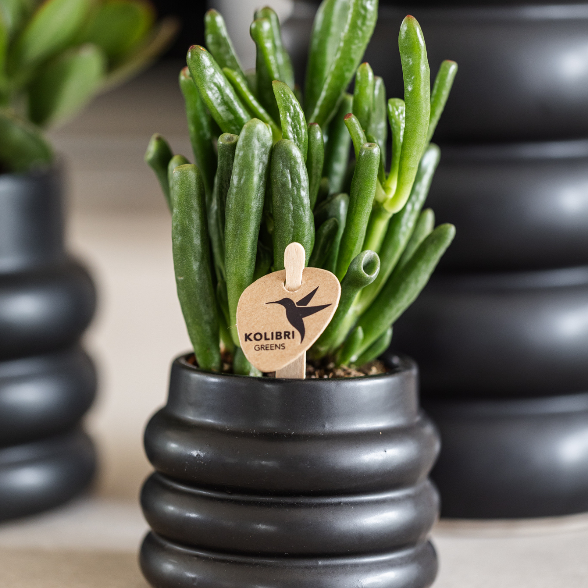 Kolibri Greens | Groene Pflanze - Sukkulente Crassula Hobbit - Blumenerde Ø6cm - grüne Zimmerpflanze - frisch aus der Gärtnerei