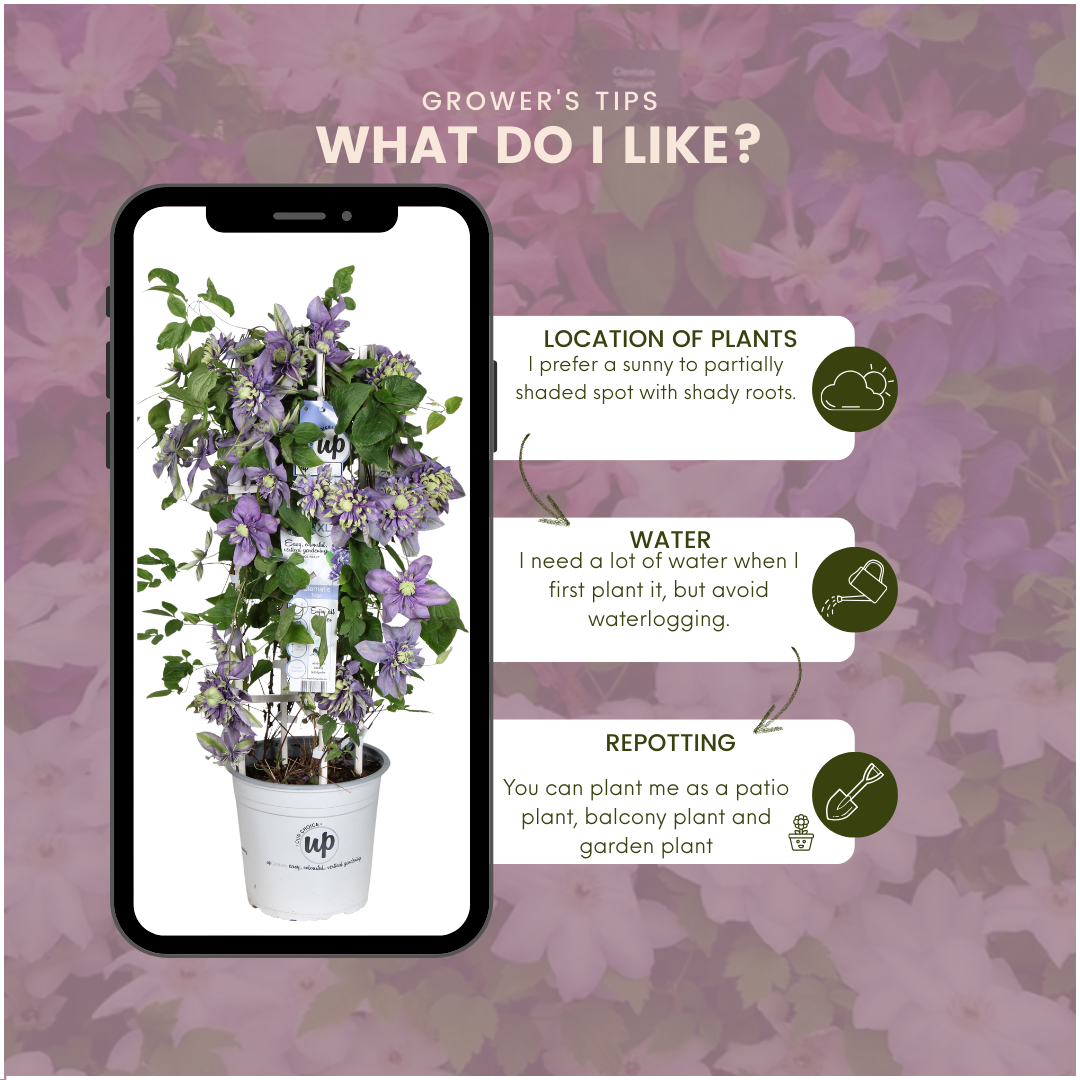 Waldrebe – Clematis 'Taiga' (Taiga XXL) – Ø 23 cm – ↨ 75 cm Toelichting: