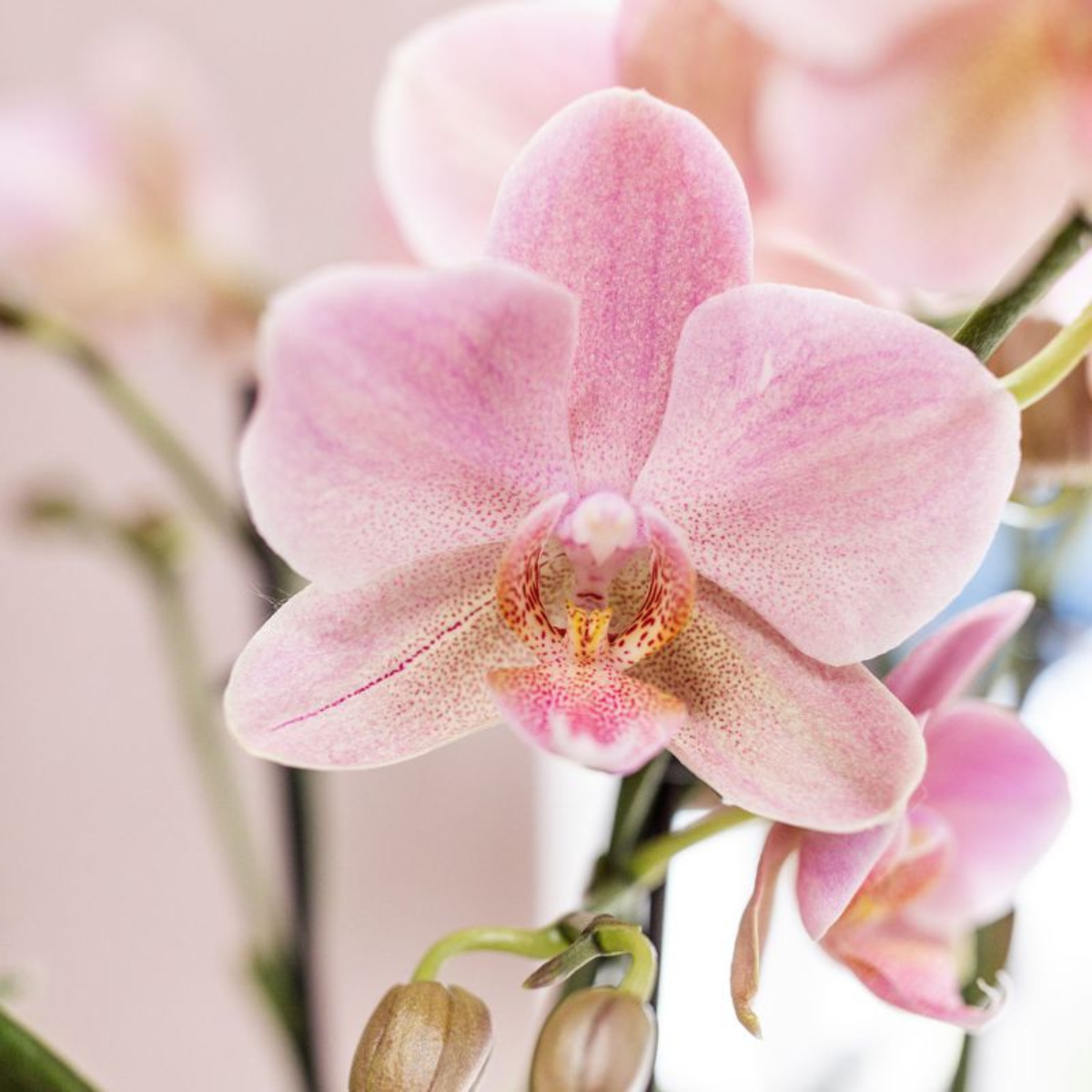 Kolibri Orchids I KOMBI ANGEBOT von 2 altrosa Phalaenopsis Orchideen - Treviso - Topfgröße Ø12cm | blühende Zimmerpflanze - frisch vom Züchter
