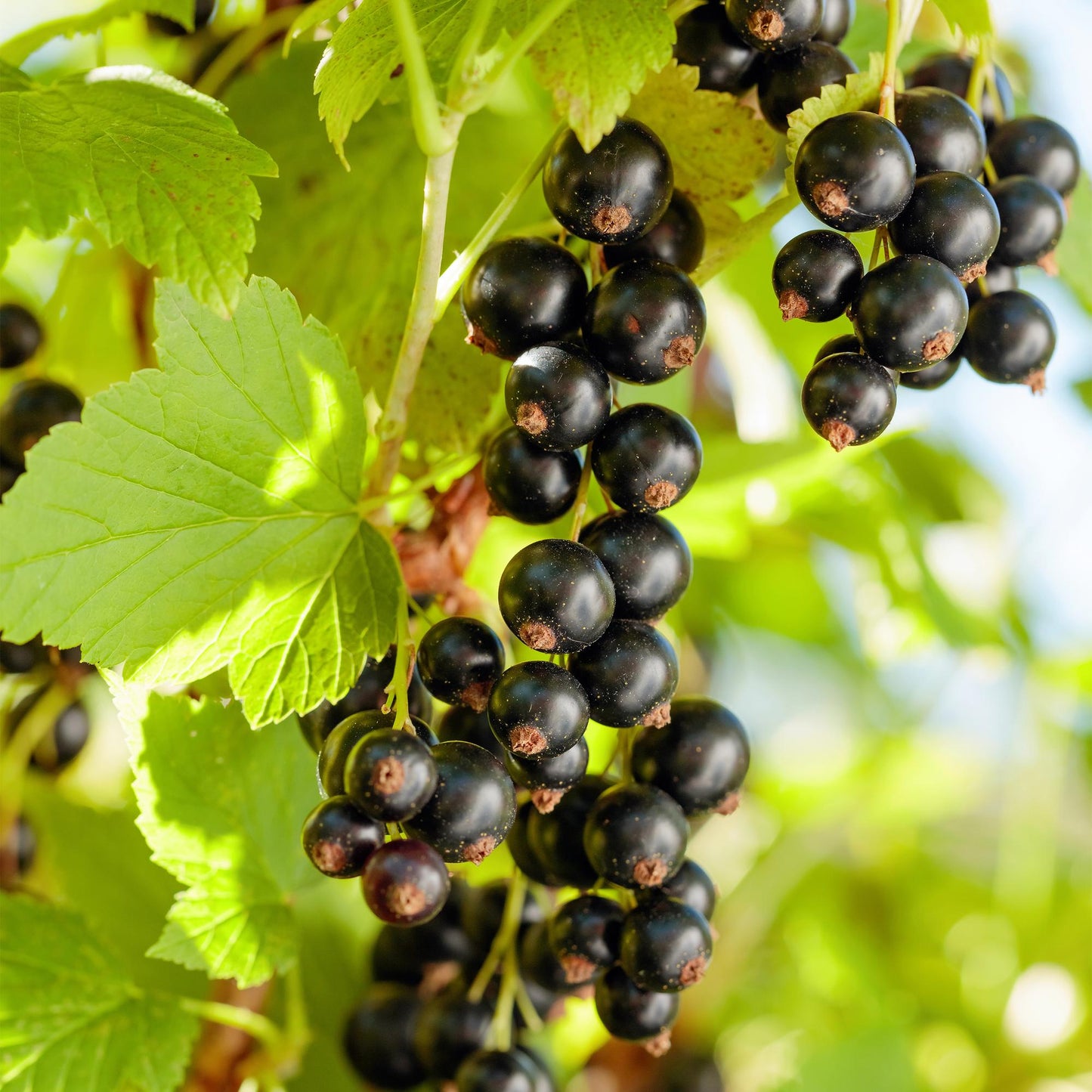 GreenboutiQ - Obstpflanze - Schwarze Johannisbeere - Ribes nigrum Titania - Schwarze Johannisbeere - 2 Pflanzen - Topf 11cm Höhe 40cm