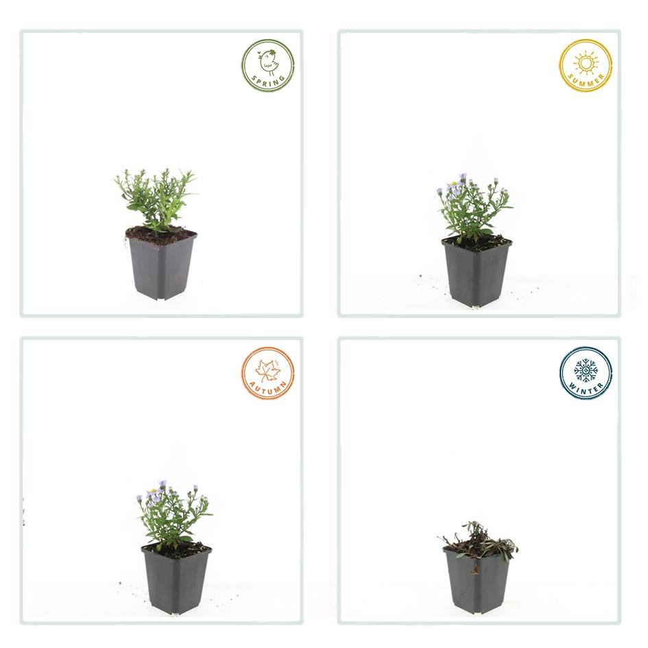 6x Aster (D) 'Prof. Anton Kippenberg' - ↕10-25cm - Ø9cm