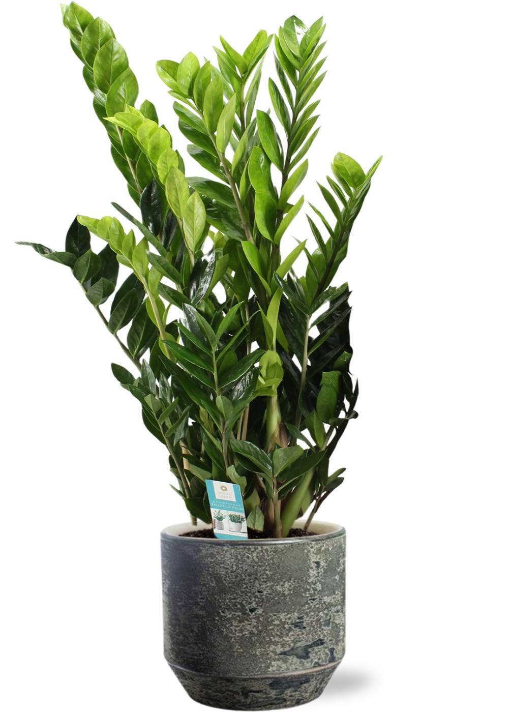 Zamioculcas Zamiifolia - Ø21cm - ↕95cm + Lars Pot D24x22cm - Grau