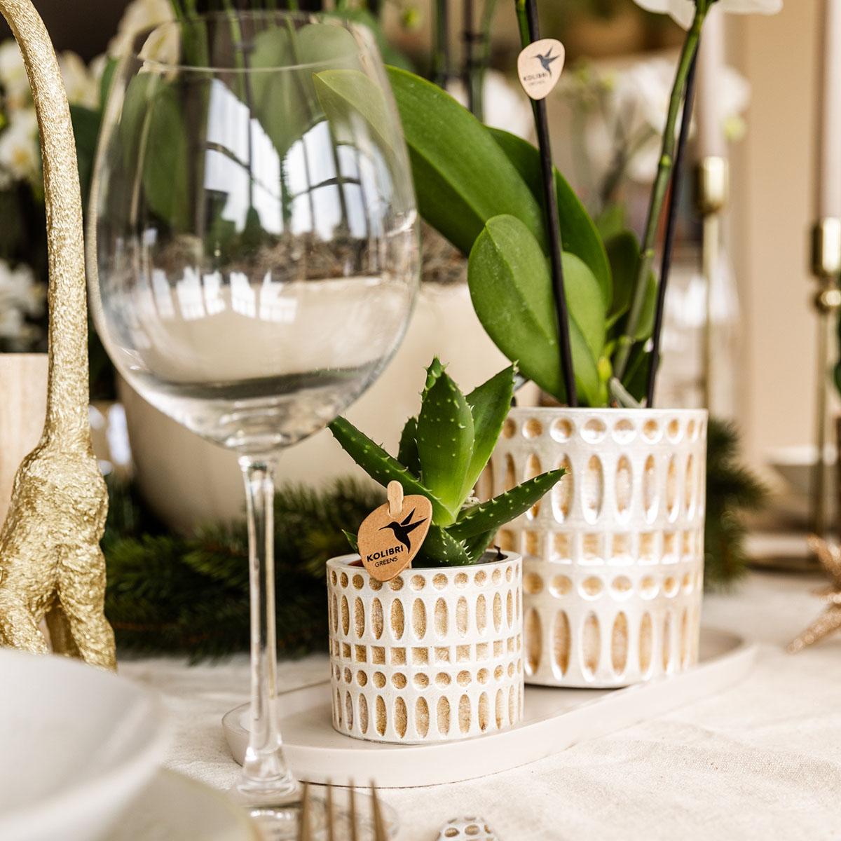 Kolibri Company | Pflanzenset Le Chic Small | Weiße Phalaenopsis Orchidee Amabilis und Sukkulente inkl. Keramiktöpfe auf cremefarbenem organischen Tablett