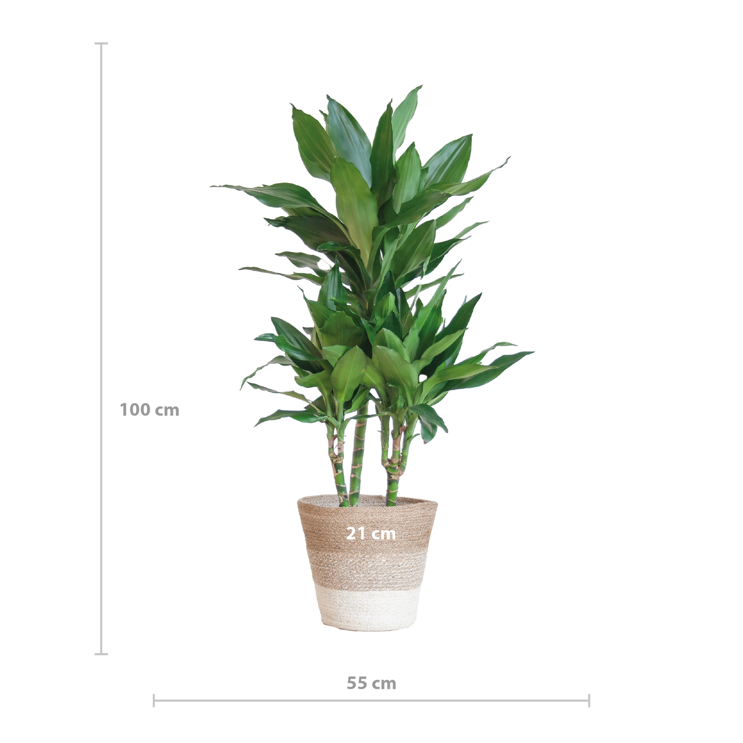 Dracaena  Janet Lindt mit Pflanzkorb Lissabon weiß  - 95cm - Ø21