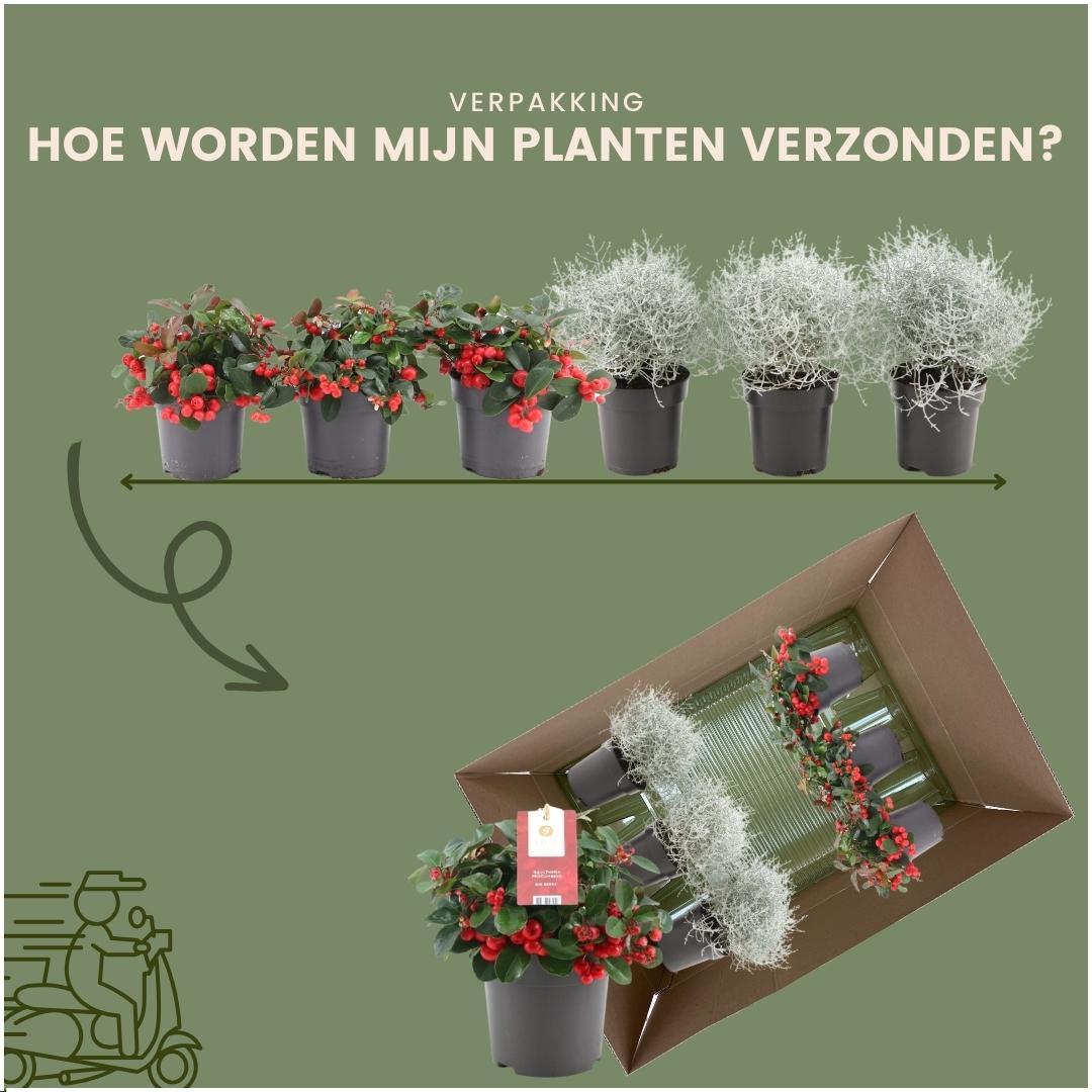 Winterwunderland mix set - 3 x Gaultheria + 3x Calocephalus - Ø 10 cm ↨ 15 cm