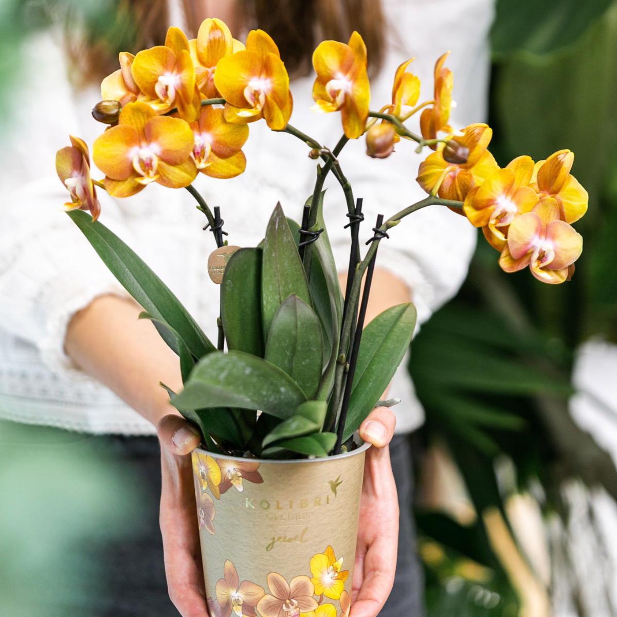 Kolibri Orchideen | Orange-goldene Phalaenopsis-Orchidee - Jewel Las Vegas - Topfgröße Ø12cm | blühende Topfpflanze - frisch vom Züchter