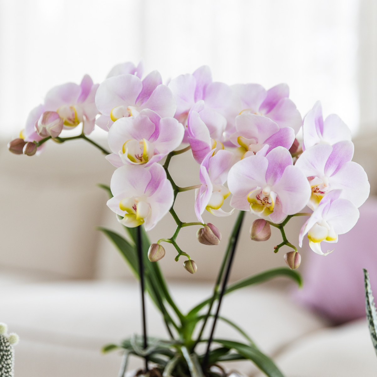 Kolibri Orchids | Rosa Phalaenopsis Orchidee Portugal + Mosa Ziertopf Rosa - Topfgröße Ø9cm | Blühende Zimmerpflanze - Frisch vom Züchter