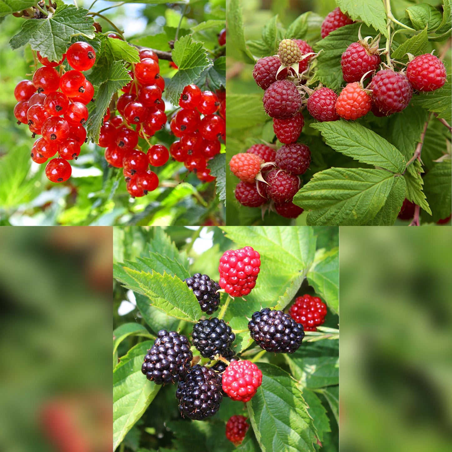GreenboutiQ - Obstpflanzenmix - Rote Johannisbeere, Rote Himbeere, Schwarze Brombeere - 3 Pflanzen - Topf 11cm Höhe 40cm