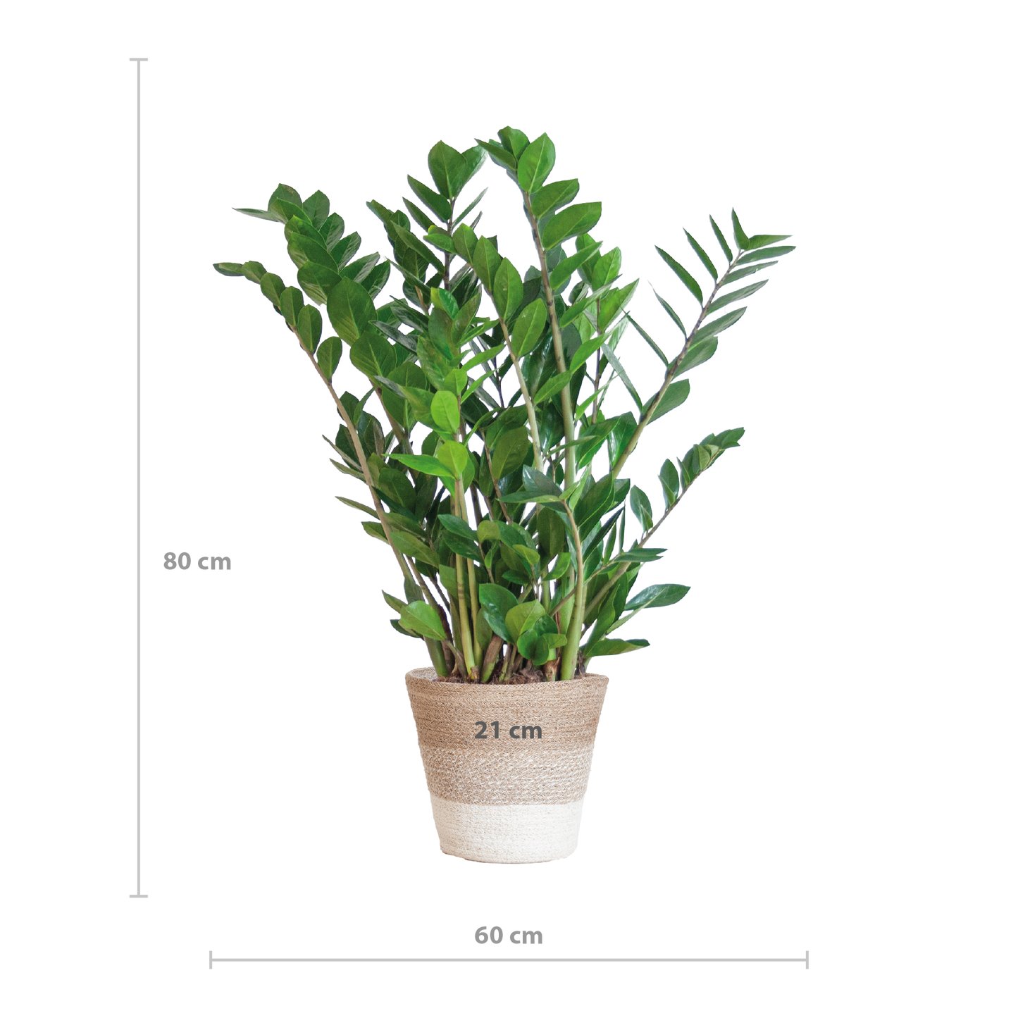 Zamioculcas Zamiifolia mit Pflanzkorb Lissabon weiß - 80cm - Ø21