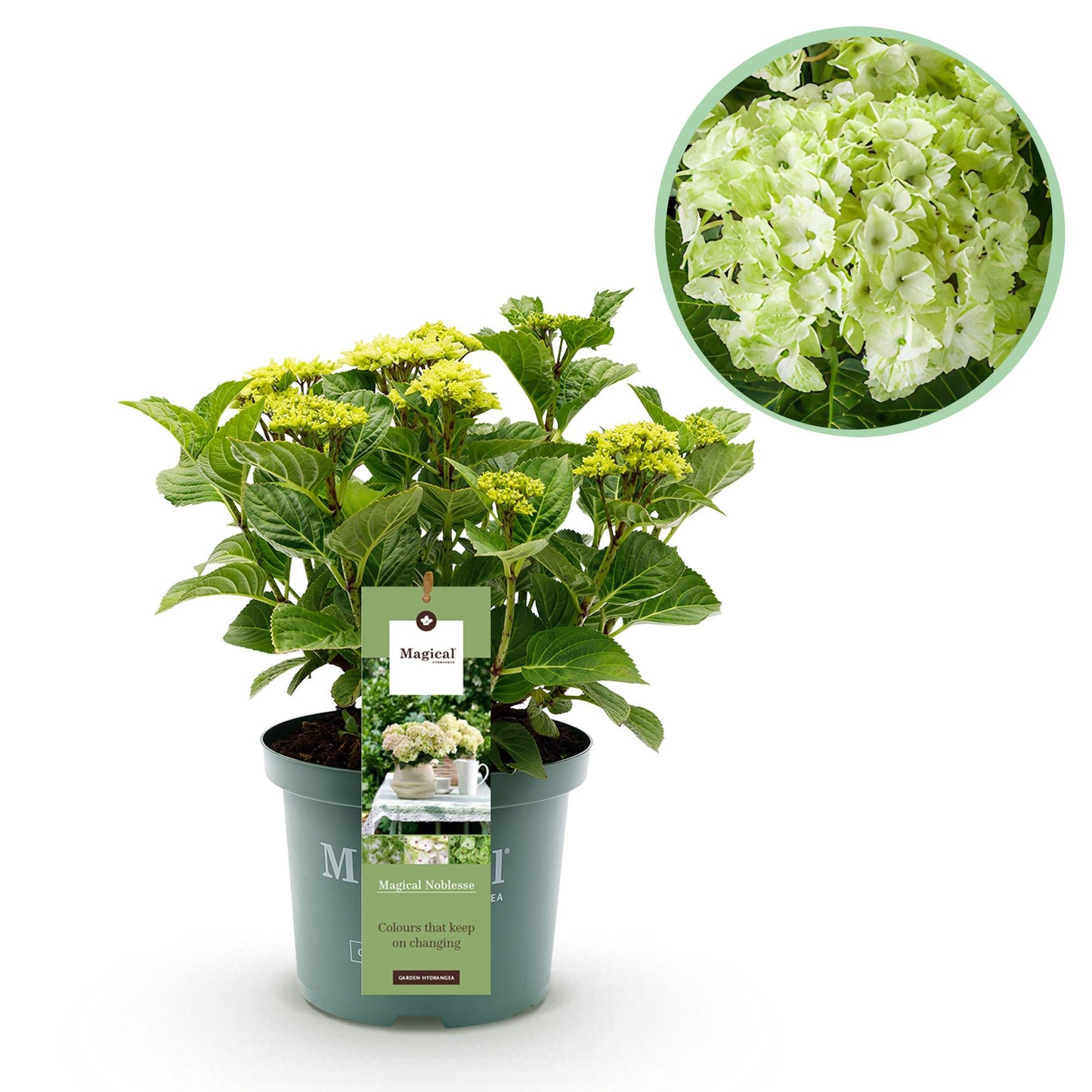 Green boutiQ - Balkonpflanze - Hortensie - Hydrangea Magical Nobless - Weiß - 6-10 Blüten - Topf 23cm Höhe 55cm
