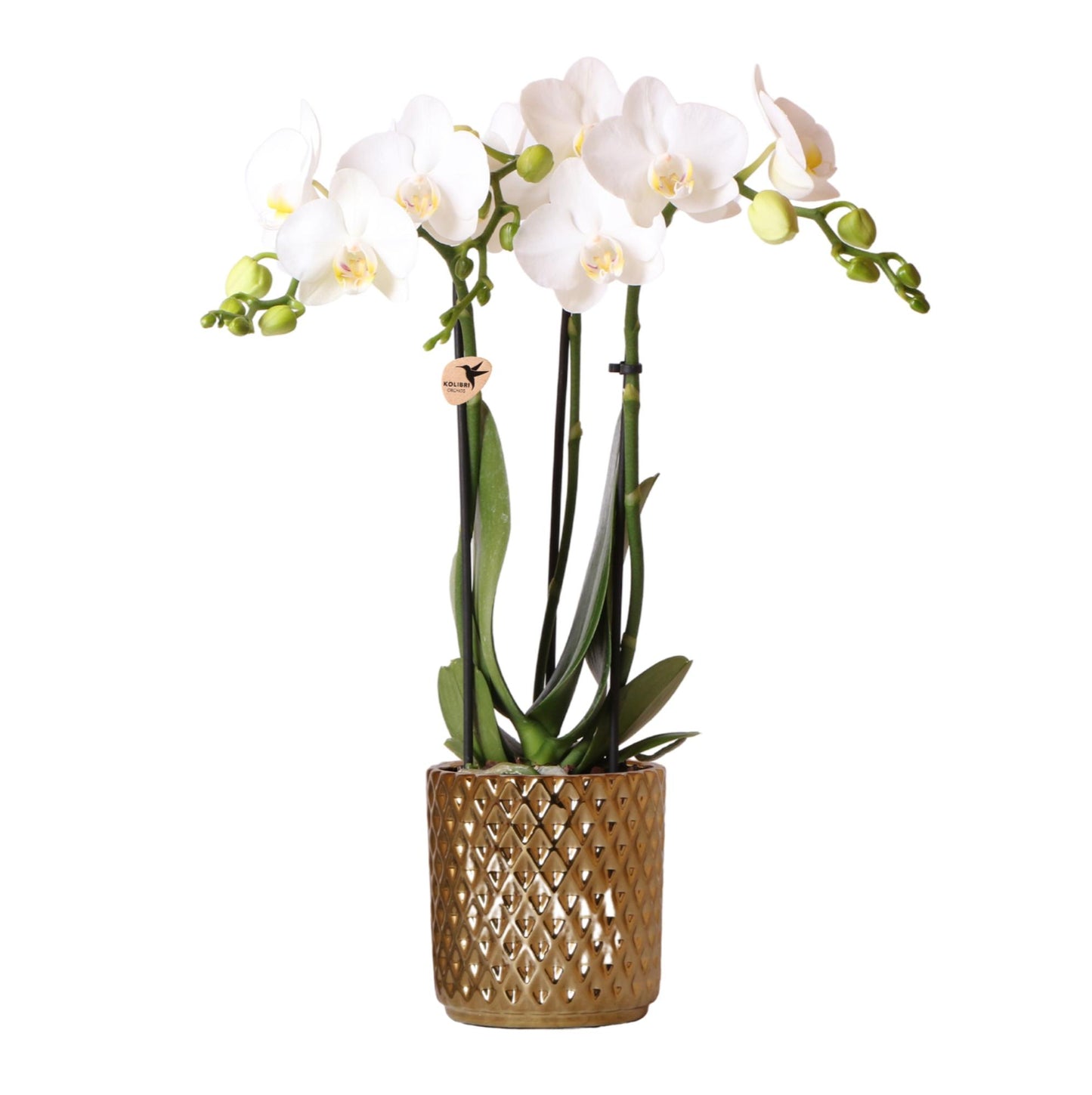 Kolibri Orchids | weiße Phalaenopsis-Orchidee - Amabilis + Diamant-Dekotopf gold - Topfgröße Ø9cm | blühende Zimmerpflanze im Blumentopf - frisch vom Züchter
