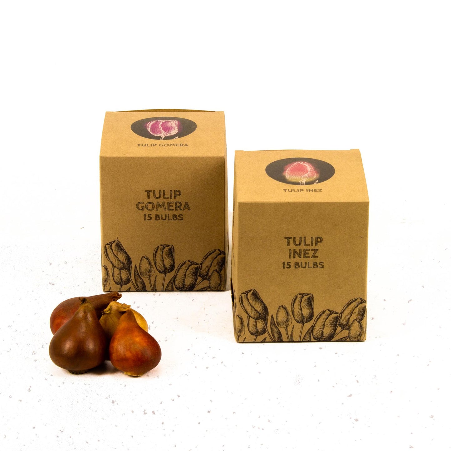 Flowerbulbs Amsterdam - Appie's Best - 30 Blumenzwiebeln - Gr��e 12+