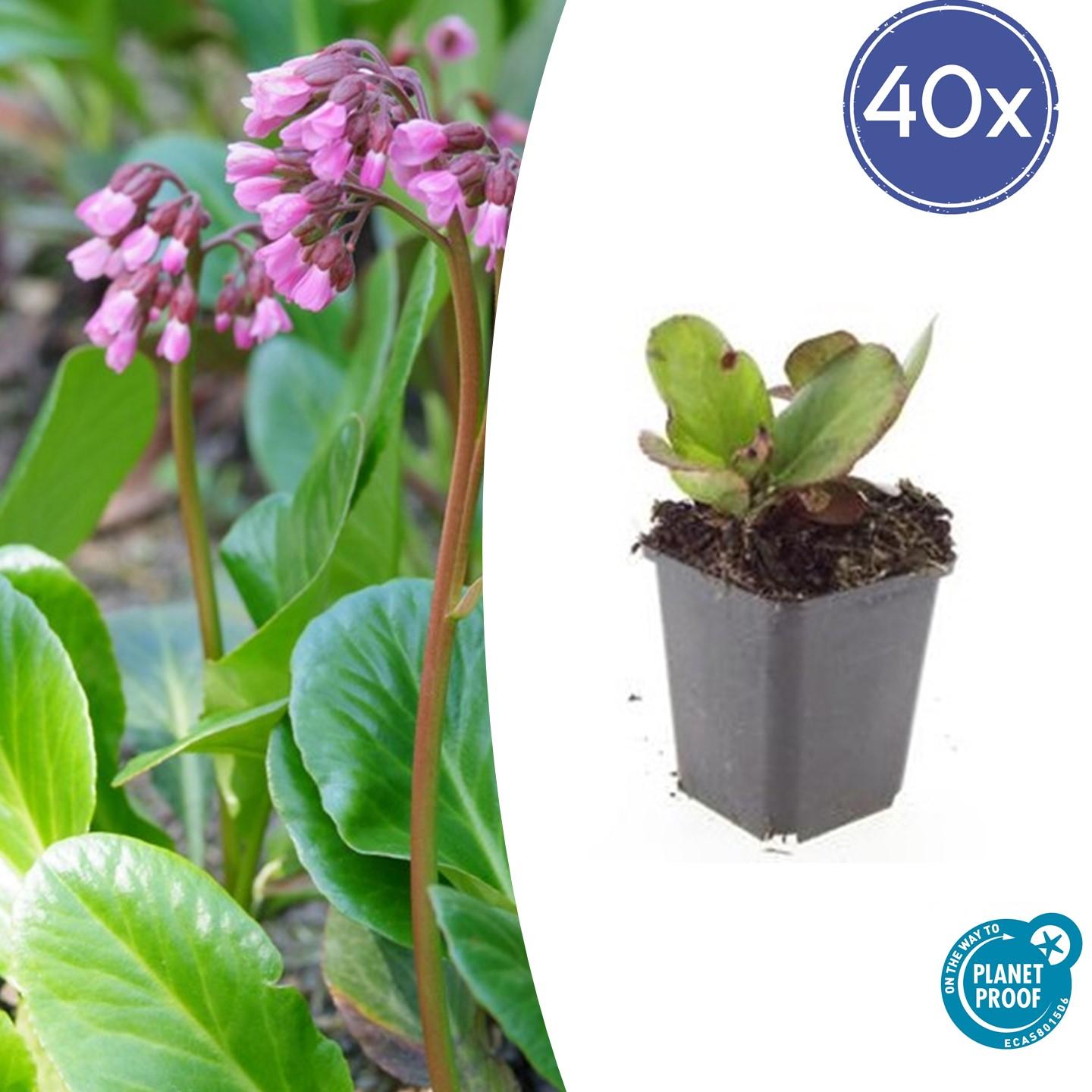40x Bergenia cordifolia 'Herbstblüte' - ↕10-25cm - Ø9cm