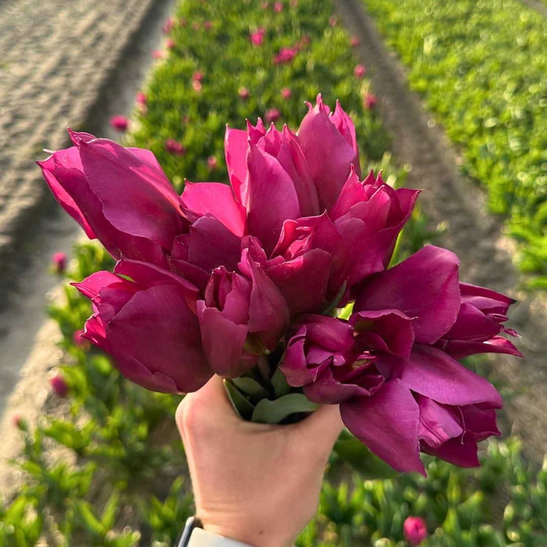Flowerbulbs Amsterdam - Super Tulip Mix - Nachhaltige Vorteilspackung, 100 Blumenzwiebeln f�r 2,5 m� Blumenpracht - Gr��e 12+