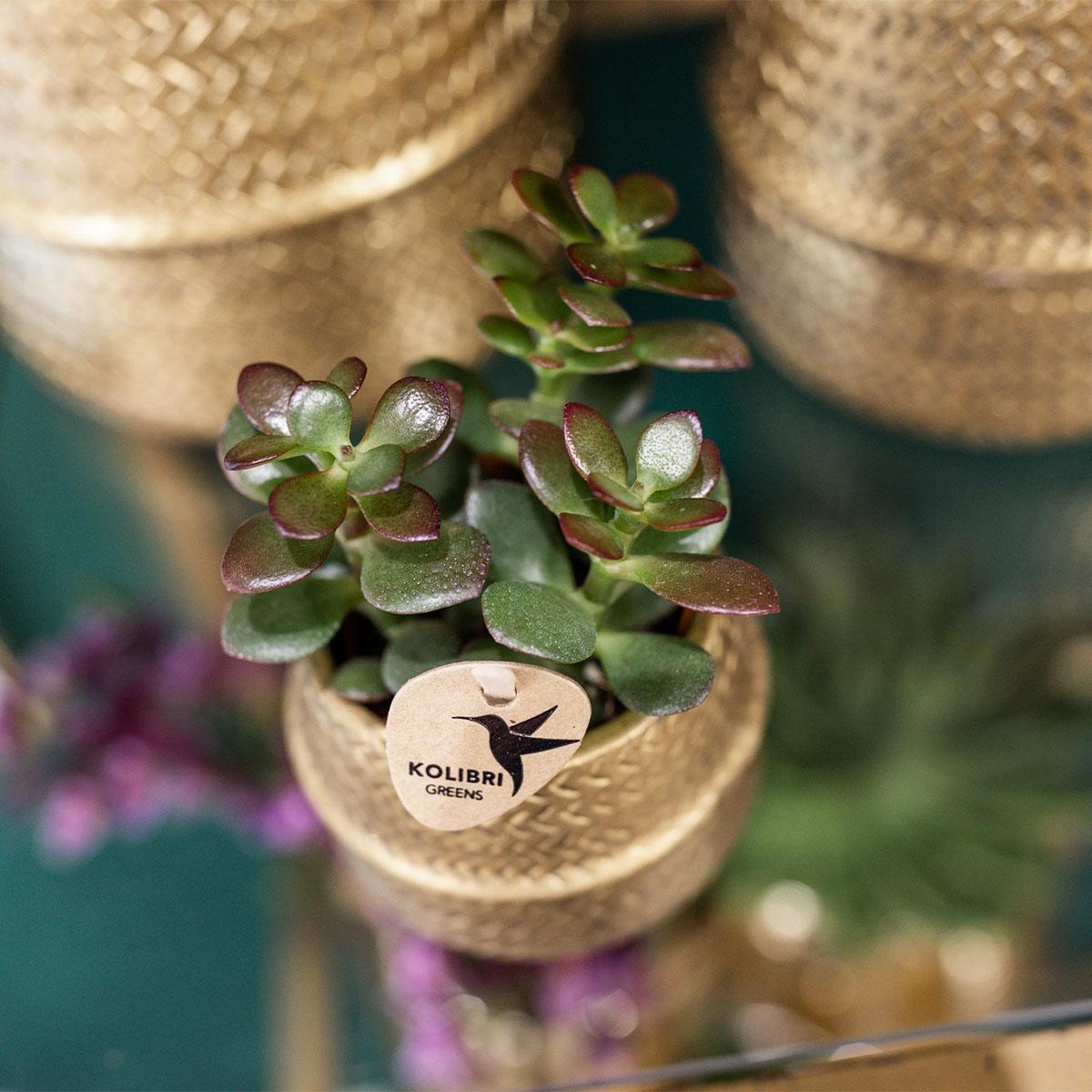 Kolibri Greens | Sukkulenten 2er-Set Pflanzen in dekorativen Töpfen mit goldener Rille - Keramik-Topfgröße Ø9cm