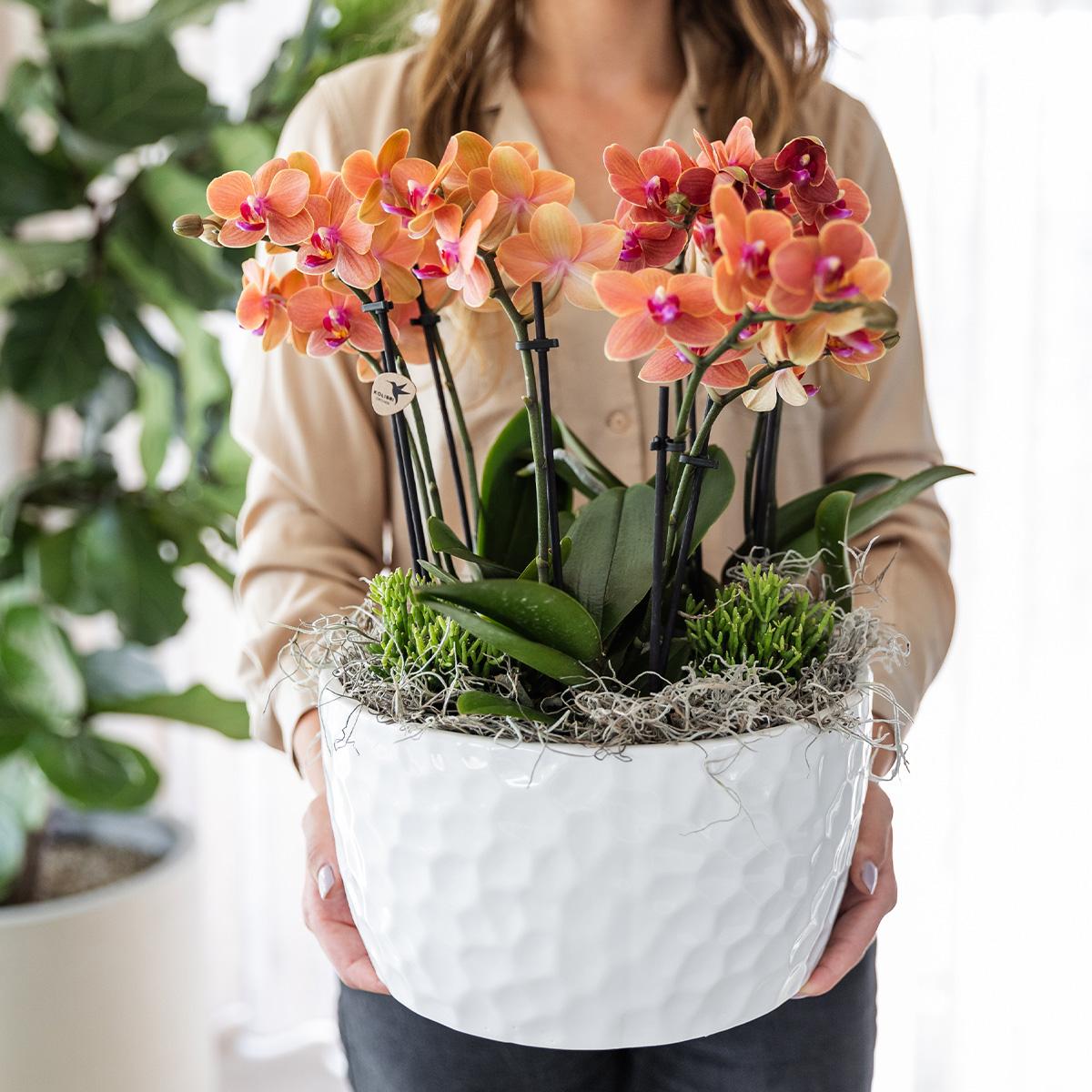Kolibri Orchids | orangefarbenes Pflanzenset in Honigschale inkl. Wasserreservoir | drei orangefarbene Orchideen Bozen 9cm und drei Grünpflanzen | Dschungelstrauß orange mit autarkem Wasserreservoir