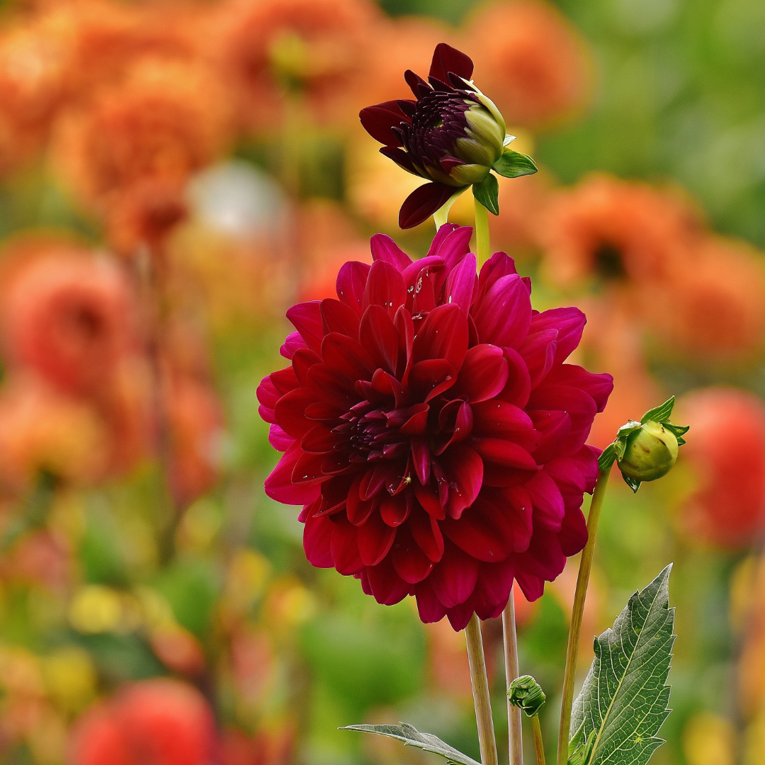 Flowerbulbs Amsterdam - Mix Romantische Schönheiten, Dahlien Playa Blanca & Dahlien Heatwave, 2 Stück