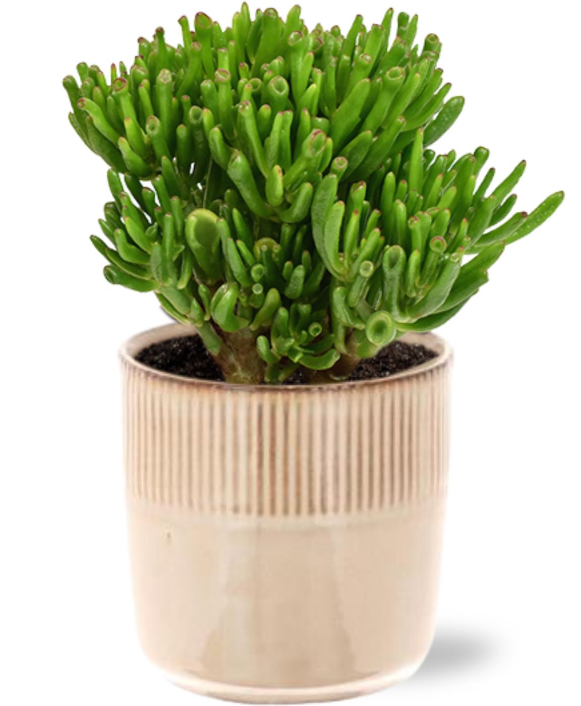 Crassula Hobbit - Ø15cm - ↕21cm + Terni Pot D16,5x15cm - Rosa