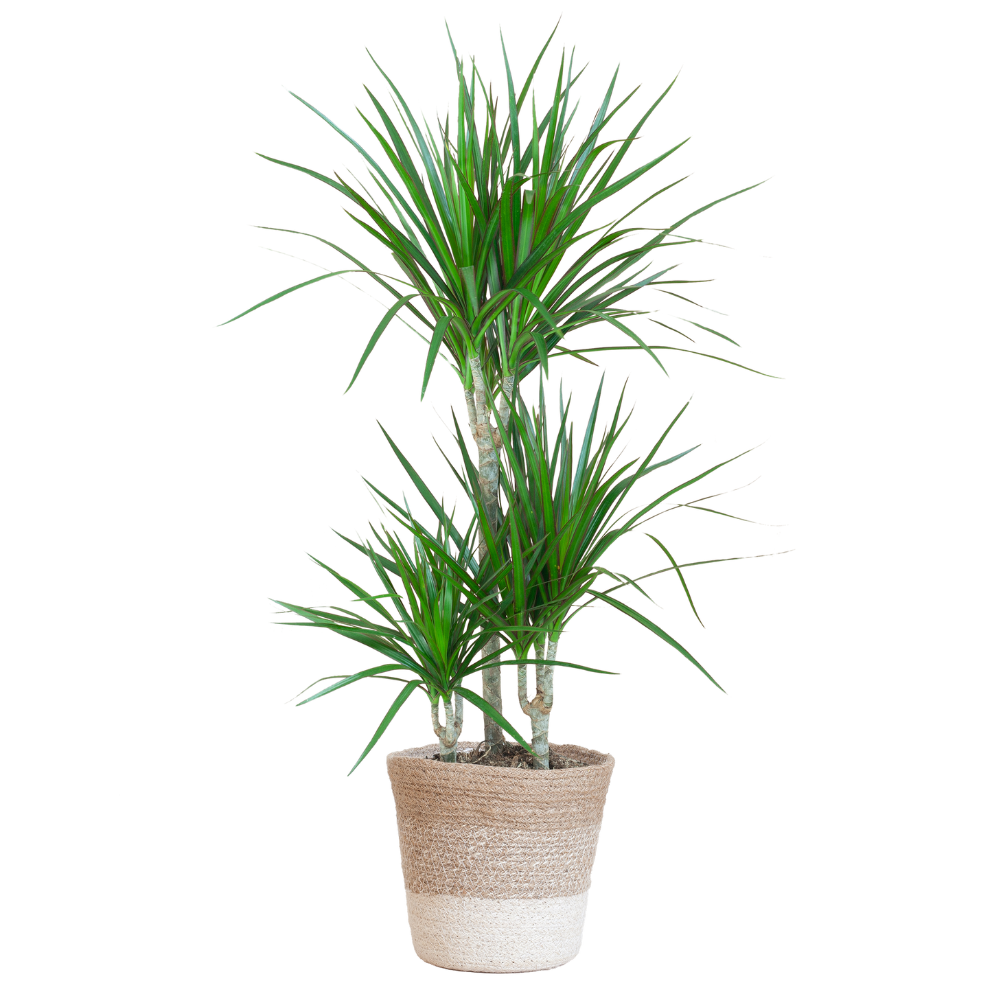 Dracaena Marginata mit weißem Lissabon-Korb - 95 cm - Ø21