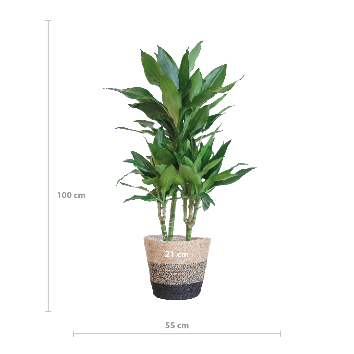 Dracaena Janet Lindt mit Pflanzkorb Lissabon Schwarz - 95cm - Ø21