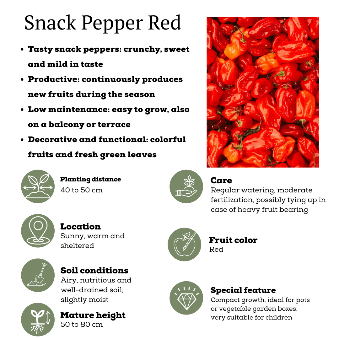 Rote Pflückgemüse-Mischung aus 3 Pflanzen - Kirschtomate - Rote Snack-Paprika - Rote Peperoni-Pflanze - Ø 14 cm - ↨ 45 cm