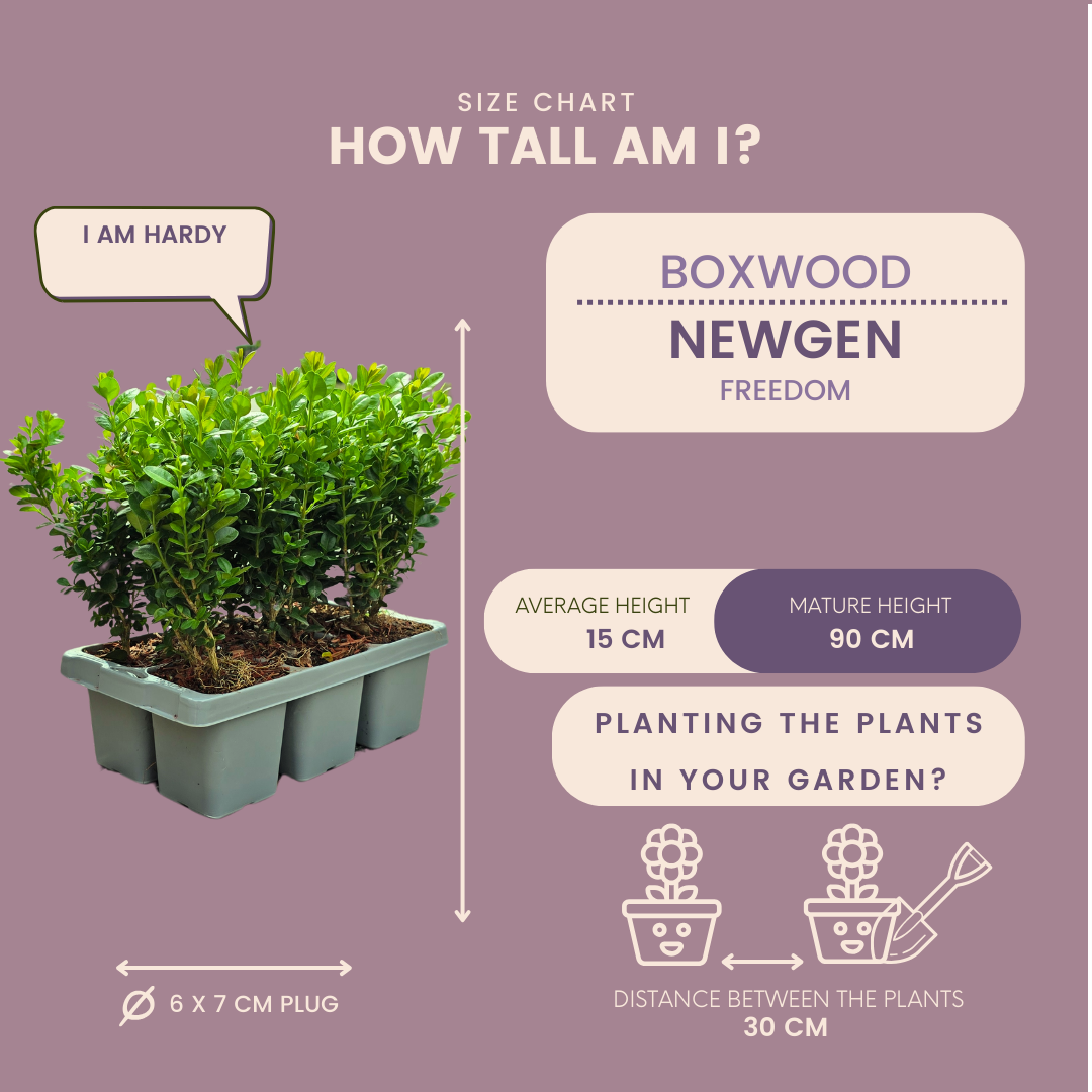 "Buxus NewGen Freedom Pflanzen 6er-Pack – Winterharte Immergrüne Sträucher 6 x Ø7 cm - ↕15 cm | Kompakter Buchsbaum"