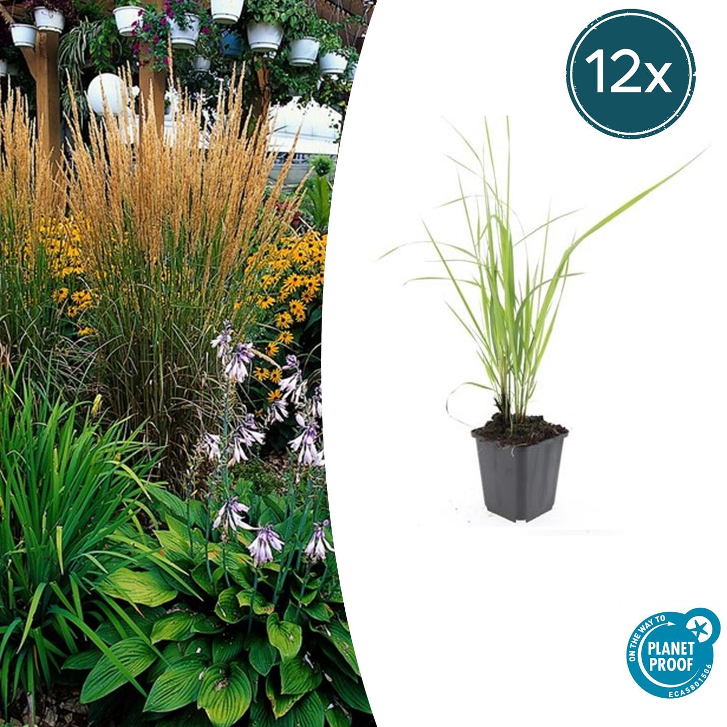 12x Calamagrostis acut. 'Karl Foerster' - ↕10-25cm - Ø9cm