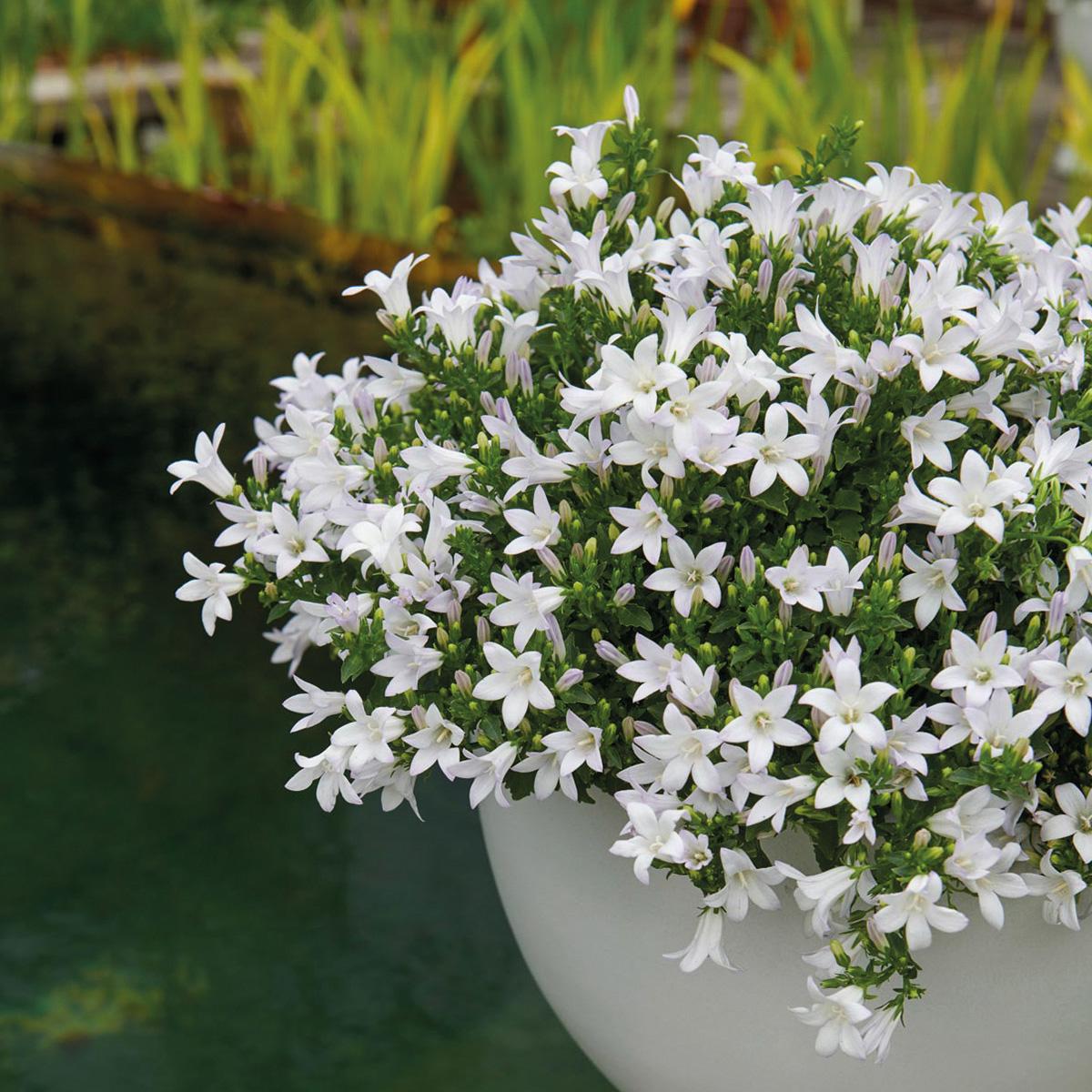 Campanula Addenda - Glockenblume weiß Topfgröße 12cm - 1m2 Bodendecker - 6 Pflanzen - Ambella weiß - Gartenpflanzen - winterhart