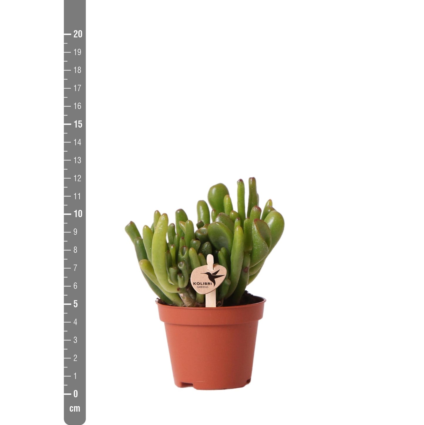 Kolibri Greens | Groene Pflanze - Sukkulente Crassula Hobbit - Blumenerde Ø6cm - grüne Zimmerpflanze - frisch aus der Gärtnerei