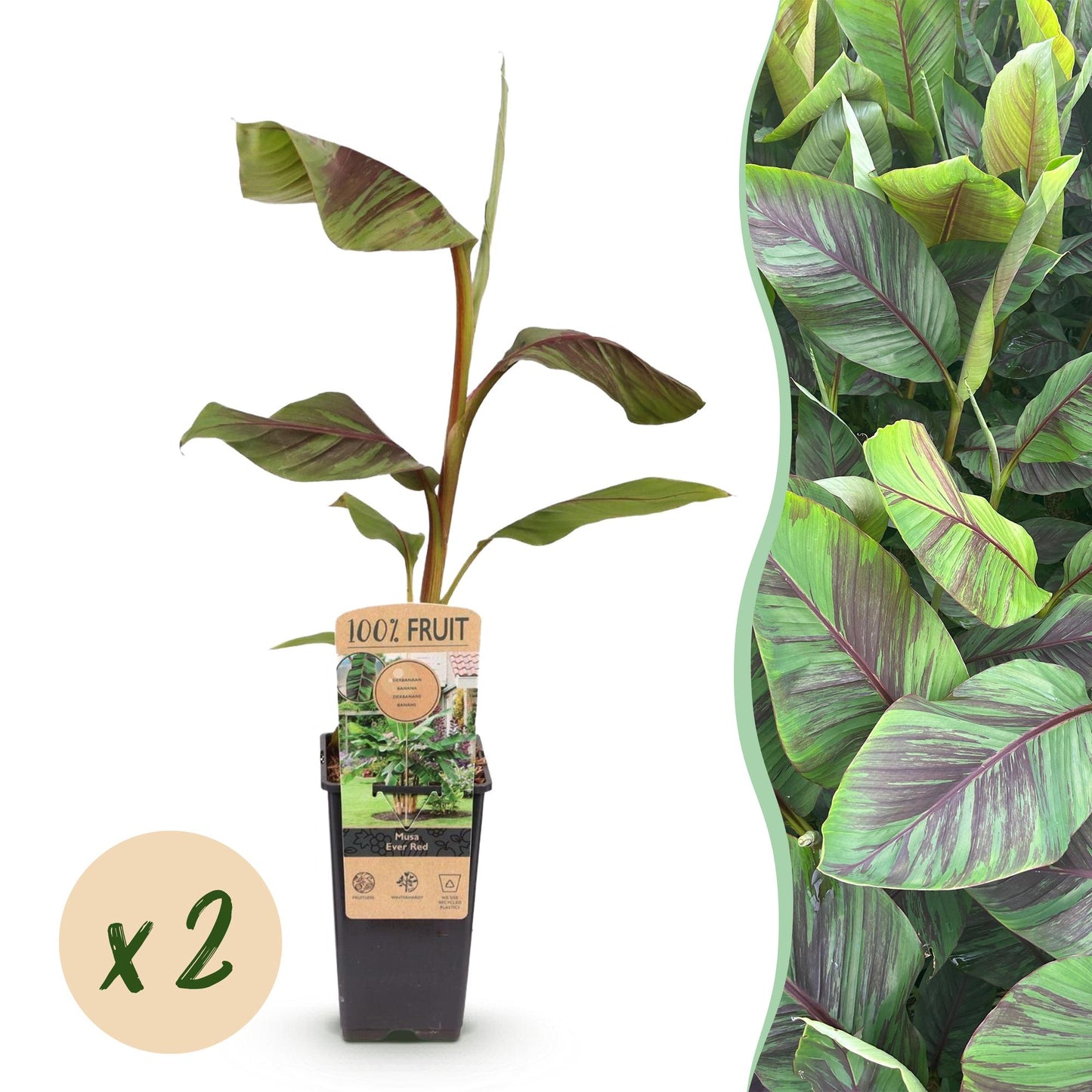 GreenboutiQ - Obstpflanze - Japanische Faserbanane - Musa Ever Red - Winterhart - 2 Pflanzen - Topf 15cm Höhe 50cm