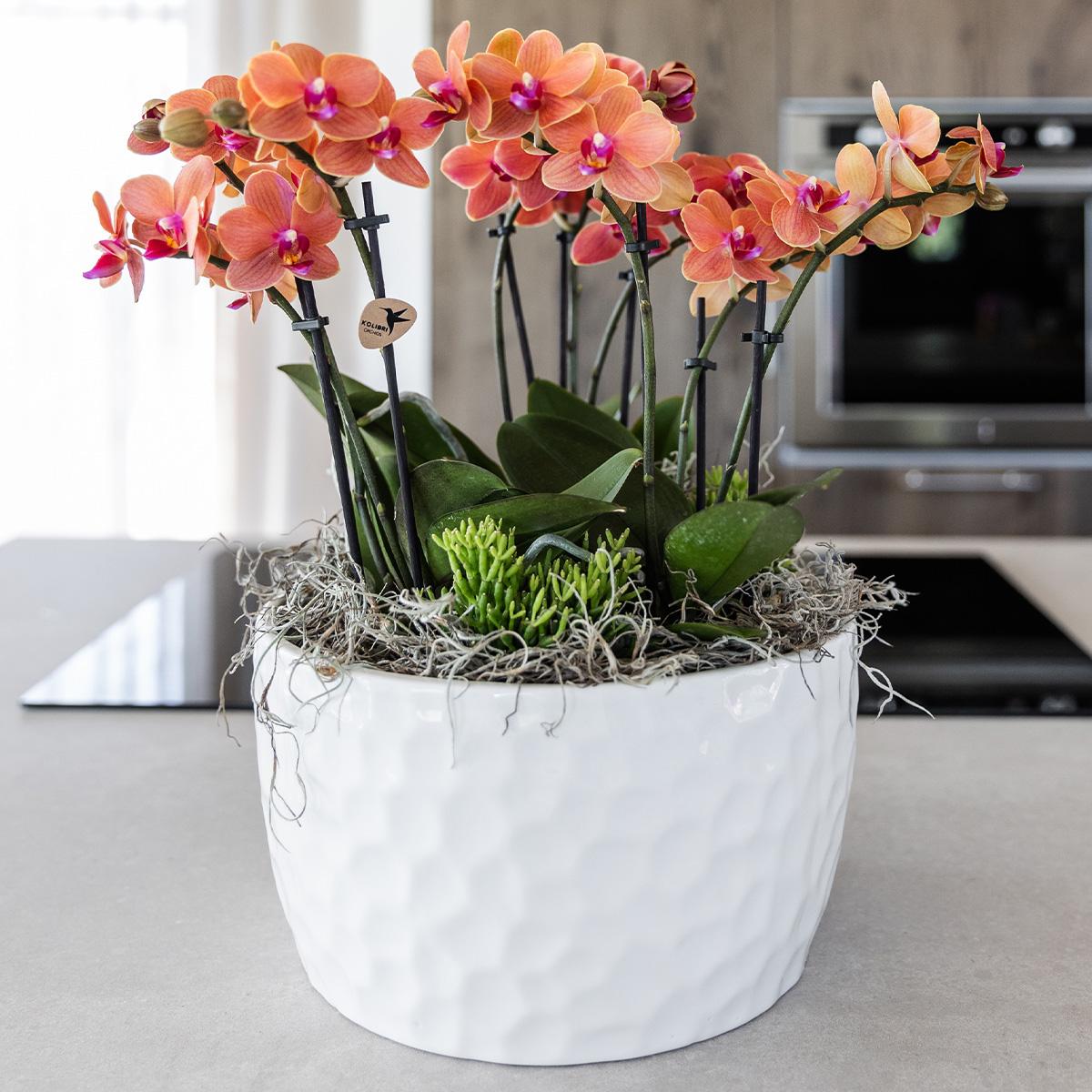 Kolibri Orchids | orangefarbenes Pflanzenset in Honigschale inkl. Wasserreservoir | drei orangefarbene Orchideen Bozen 9cm und drei Grünpflanzen | Dschungelstrauß orange mit autarkem Wasserreservoir