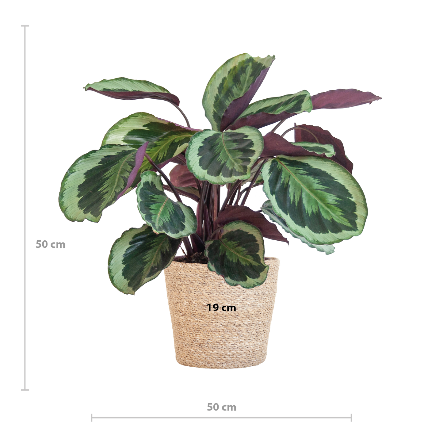 Calathea Medaillon mit Sofia-Korb natur - 65cm - Ø21