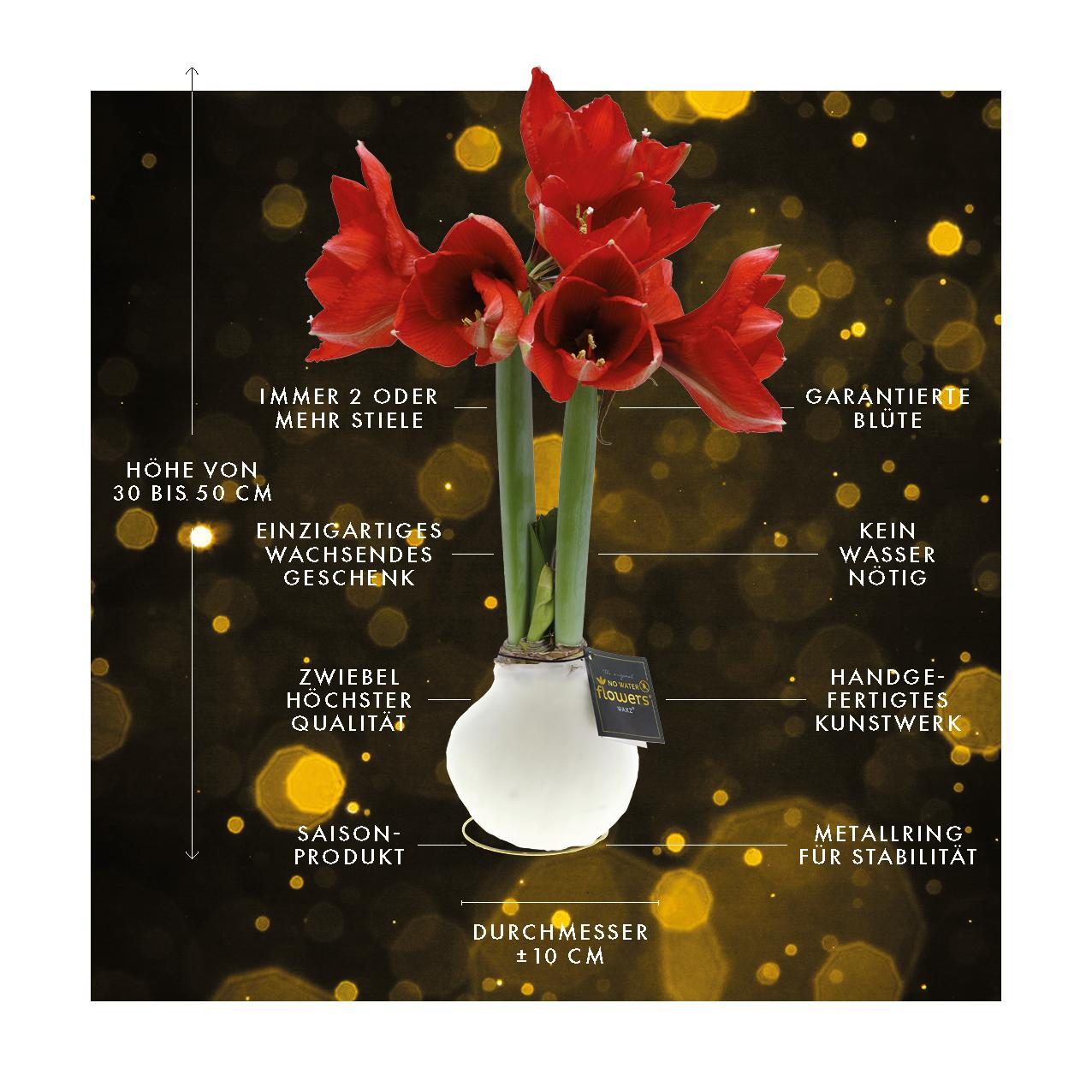 No Water Flowers® (wax amaryllis) | Waxz® Printz "Wonderful XMAS" Mix (3 pack) + Red flower