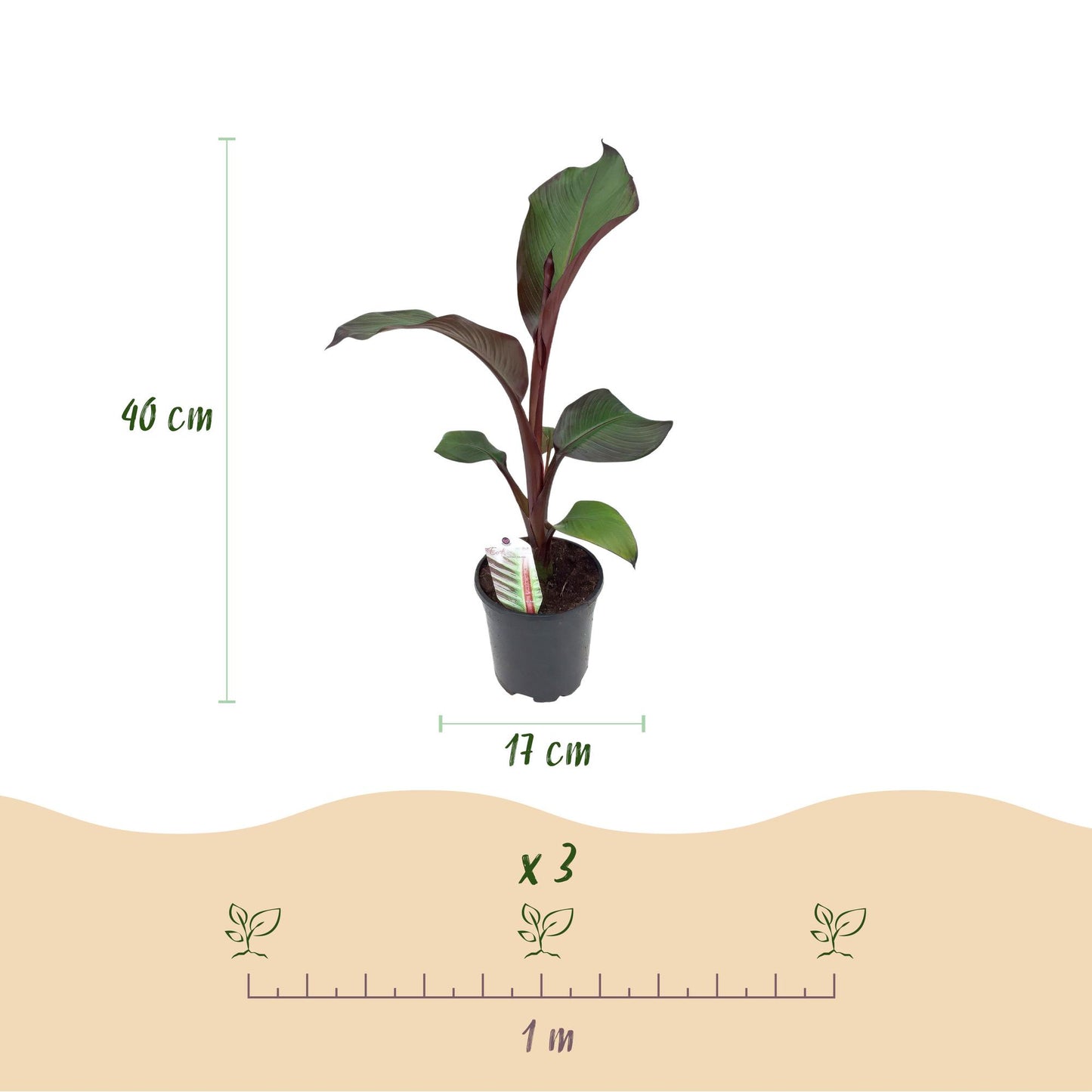 GreenboutiQ - Obstpflanze - Bananenpflanze - Ensete ventricosum Maurelli - Winterhart - 2 Pflanzen - Topf 17cm Höhe 40cm