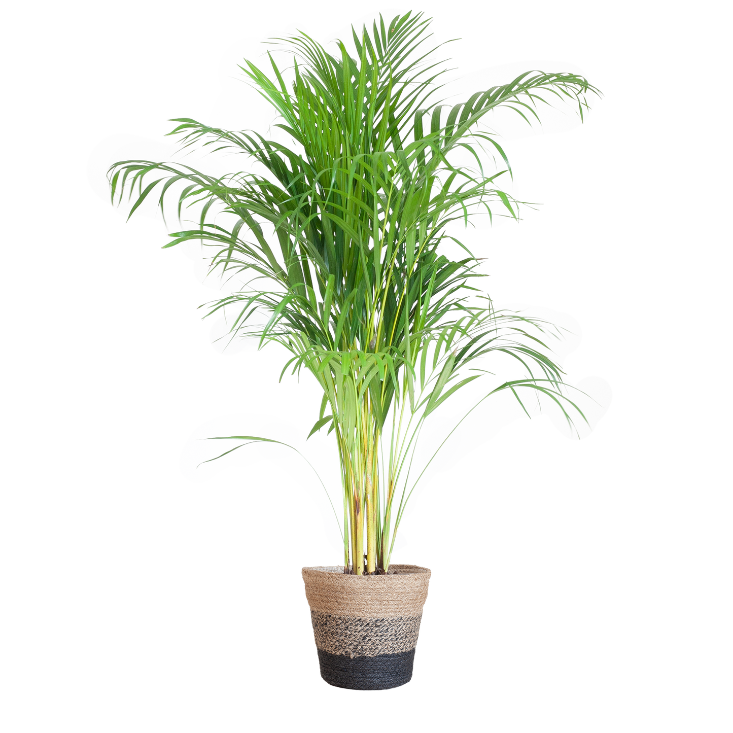 Areca Palm (Dypsis) mit Lissabon-Korb Schwarz - 100cm - Ø21