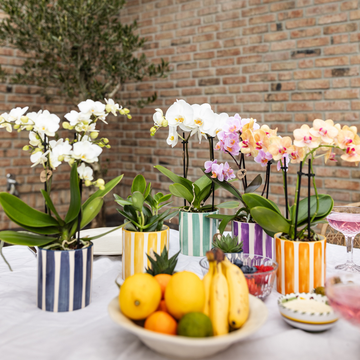 Kolibri Orchids | Weiße Phalaenopsis Orchidee Lausanne + Painted Stripe Ziertopf Türkis - Topfgröße Ø9cm | Blühende Zimmerpflanze - Frisch vom Züchter
