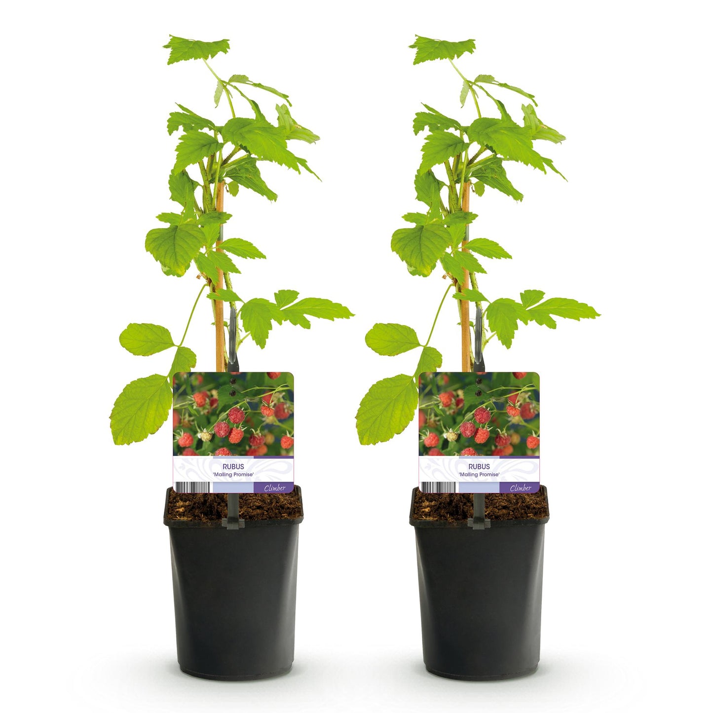 GreenboutiQ - Obstpflanze - Himbeere - Rubus Mailing Promise - Rote Himbeere - 2 Pflanzen - Topf 11cm Höhe 40cm