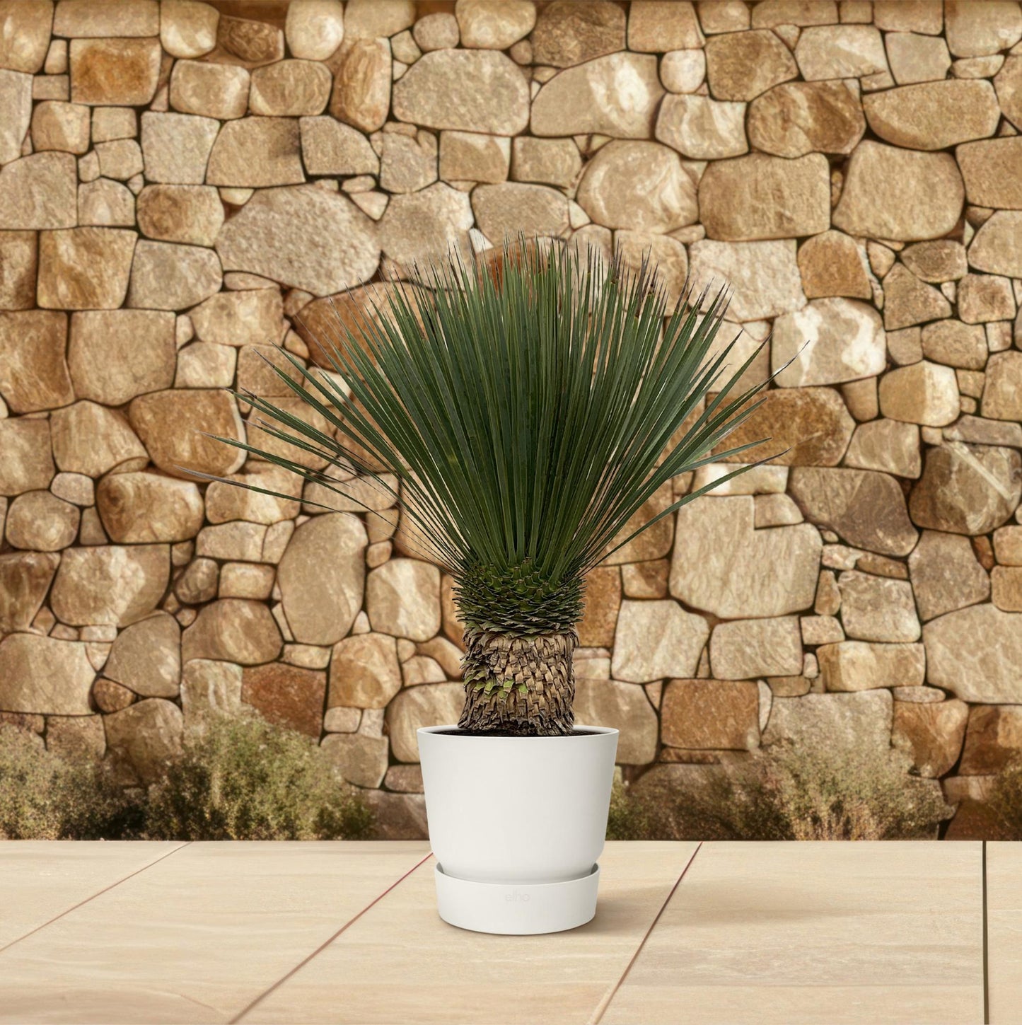 Yucca Rostrata - 100cm- Ø38