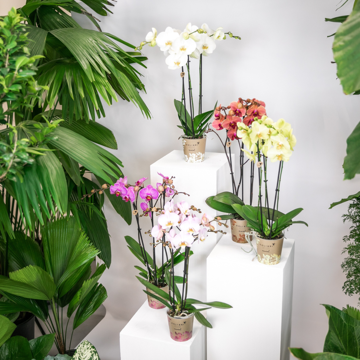 Kolibri Orchids - Überraschungsbox Mix - Pflanzen-Vorteilsbox - Überraschungsbox mit 4 verschiedenen Orchideen 12cm - Frisch vom Züchter