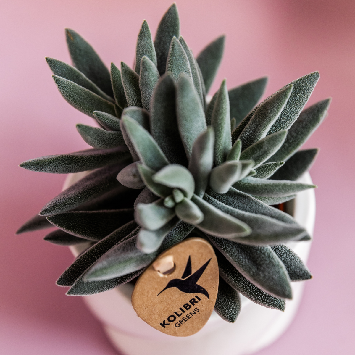 Kolibri Greens | Grüne Pflanze - Sukkulente Tarantula - grüne Zimmerpflanze - frisch vom Züchter - Ø6cm