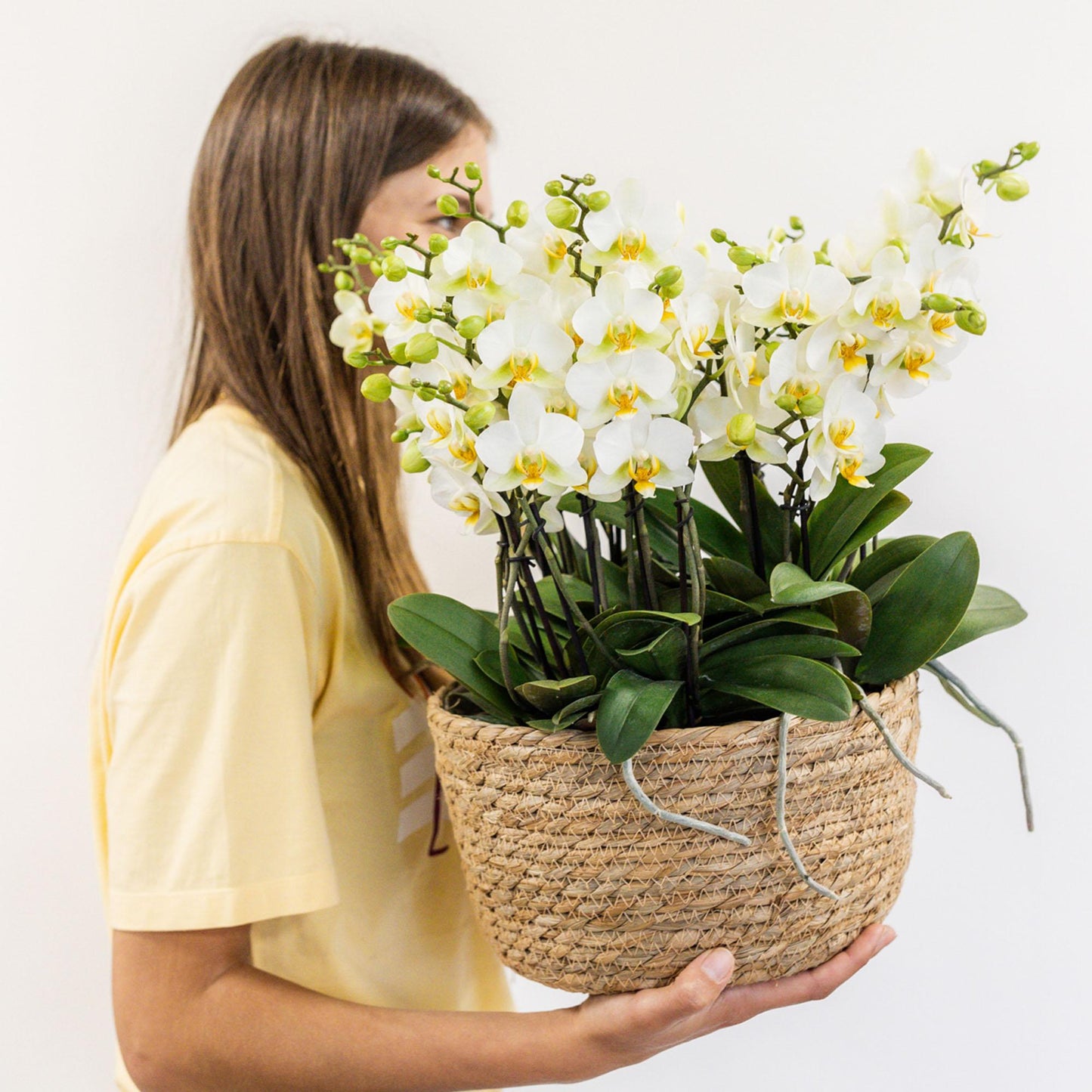 Kolibri Orchids | weißes Pflanzenset im Schilfkorb inkl. Wassertank | drei weiße Orchideen Lausanne 9cm und drei Grünpflanzen | Dschungelstrauß weiß mit autarkem Wassertank