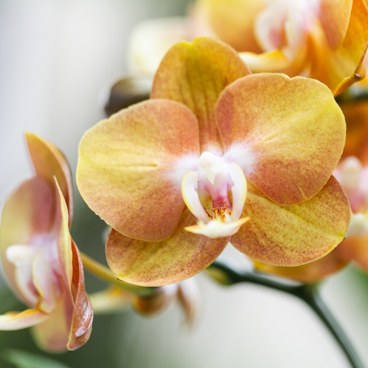 Kolibri Orchids | Orange Phalaenopsis-Orchidee Las Vegas im cognacfarbenen glasierten Topf - Topfgröße Ø12cm