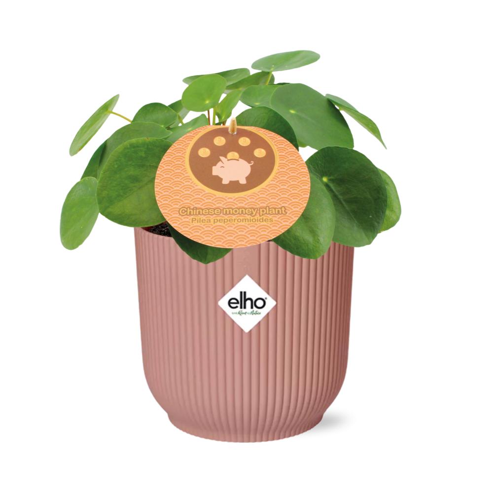 Easter -Pilea Peperomioides 12cm in ELHO Vibes Fold 14cm roze
